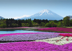เทศกาลเที่ยวชมทุ่งดอกชิบะซากุระ(พิงค์มอส)ที่ภูเขาไฟฟูจิ